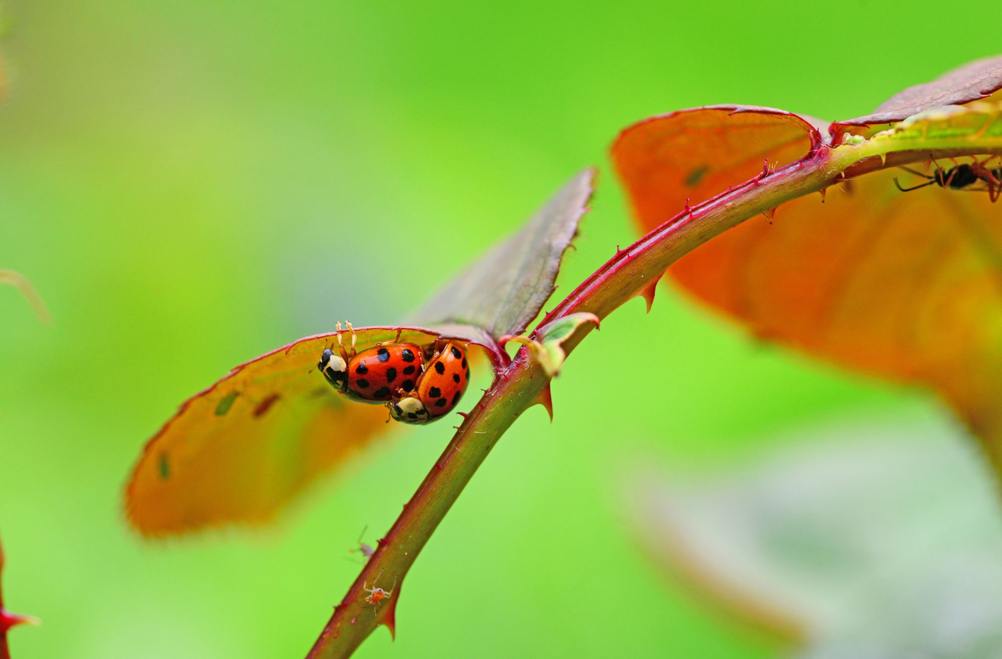 Bugs, Grubs, and Insects