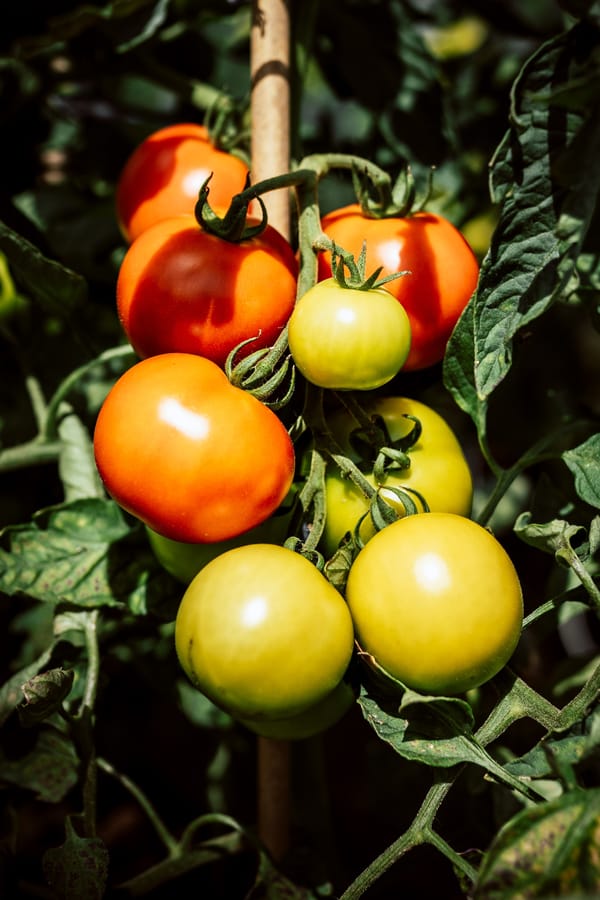 Tomato growing Guide