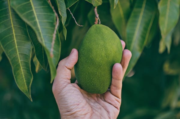 Mango Growing Guide